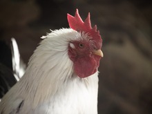 酉年のトリにプレイしてほしいオススメの鳥ゲーム5選【特集】 画像