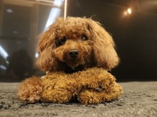 『デスティニーチャイルド』はここで生まれた!韓国・SHIFT UPに潜入、ヒョンテ氏と一緒に社内を回る―未公開チャイルドも!? 画像
