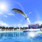 ワンコインで家に水族館がやってくる！Wiiウェア『SEAFARM～イルカとわたしのショータイム～』