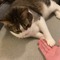 飼い猫でのRTA挑戦で数々の世界記録達成―数カ月に渡り謎カテゴリーを生み出しつづけるスピードランナー
