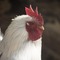 酉年のトリにプレイしてほしいオススメの鳥ゲーム5選【特集】