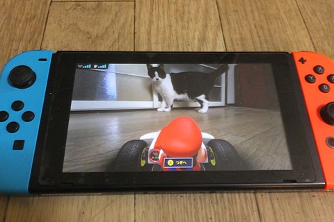 『マリオカート ライブ ホームサーキット』で飼い猫を眺めてみた！ 低視点がこれまでにない新鮮さを生み、猫はいつも通り気まぐれ・・・ 画像