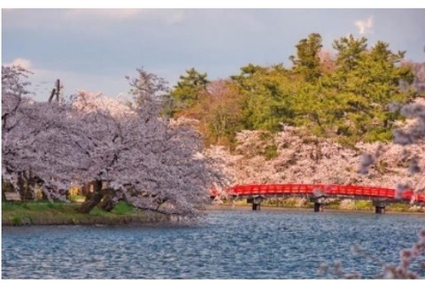青森県弘前市のふるさと納税に、弘前公園「春陽橋」の古材を活用したスマホスタンドが登場！50台限定で生産 画像