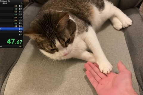 飼い猫でのRTA挑戦で数々の世界記録達成―数カ月に渡り謎カテゴリーを生み出しつづけるスピードランナー 画像