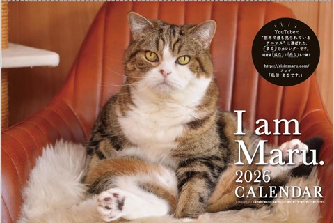 世界を魅了した「すべりこむ猫」まるちゃん 癒やし満載の2026年版カレンダーが登場! 画像