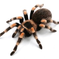 『あつまれ どうぶつの森』のヤベーやつ！タランチュラってどういう生き物？【平坂寛の『あつ森』博物誌】