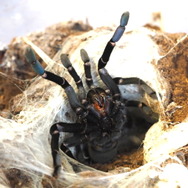 『あつまれ どうぶつの森』のヤベーやつ！タランチュラってどういう生き物？【平坂寛の『あつ森』博物誌】