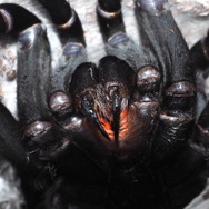 『あつまれ どうぶつの森』のヤベーやつ！タランチュラってどういう生き物？【平坂寛の『あつ森』博物誌】