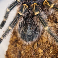 『あつまれ どうぶつの森』のヤベーやつ！タランチュラってどういう生き物？【平坂寛の『あつ森』博物誌】