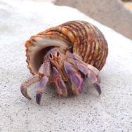 『あつまれ どうぶつの森』ステイホームの達人「ヤドカリ」ってどんな生き物？【平坂寛の『あつ森』博物誌】