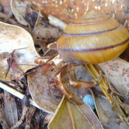 『あつまれ どうぶつの森』ステイホームの達人「ヤドカリ」ってどんな生き物？【平坂寛の『あつ森』博物誌】