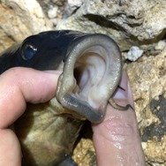 『あつまれ どうぶつの森』カッコイーッ！そして意外とスゴイーッ！？コイってどんな魚？【平坂寛の『あつ森』博物誌】