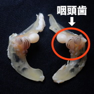 『あつまれ どうぶつの森』カッコイーッ！そして意外とスゴイーッ！？コイってどんな魚？【平坂寛の『あつ森』博物誌】