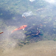 『あつまれ どうぶつの森』カッコイーッ！そして意外とスゴイーッ！？コイってどんな魚？【平坂寛の『あつ森』博物誌】