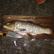 『あつまれ どうぶつの森』カッコイーッ！そして意外とスゴイーッ！？コイってどんな魚？【平坂寛の『あつ森』博物誌】