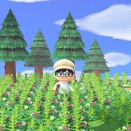 【週刊インサイド】スイッチ本体の抽選倍率に読者の関心集まる─『あつまれ どうぶつの森』の「雑草」や「スズキ」に注目した特集も必見