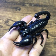 『あつまれ どうぶつの森』夏の夜の危険なアイツ！サソリってどんな生き物？【平坂寛の『あつ森』博物誌】