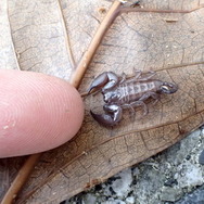 『あつまれ どうぶつの森』夏の夜の危険なアイツ！サソリってどんな生き物？【平坂寛の『あつ森』博物誌】