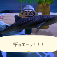 『あつまれ どうぶつの森』6月からは虫取り＆魚釣りが熱い！ 新登場した高額生物たちの出現場所・時間帯を紹介