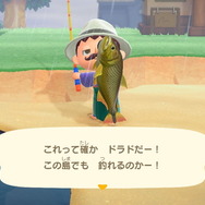 『あつまれ どうぶつの森』6月からは虫取り＆魚釣りが熱い！ 新登場した高額生物たちの出現場所・時間帯を紹介