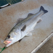 もういらない、なんて言わないで！『あつまれ どうぶつの森』で釣れまくる魚「スズキ」のイイところ【平坂寛の『あつ森』博物誌】
