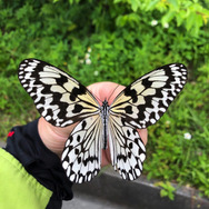 別名・バカ蝶！？『あつまれ どうぶつの森』に登場する「オオゴマダラ」ってこんな蝶【平坂寛の『あつ森』博物誌】