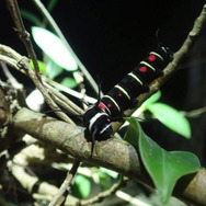 別名・バカ蝶！？『あつまれ どうぶつの森』に登場する「オオゴマダラ」ってこんな蝶【平坂寛の『あつ森』博物誌】