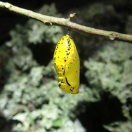 別名・バカ蝶！？『あつまれ どうぶつの森』に登場する「オオゴマダラ」ってこんな蝶【平坂寛の『あつ森』博物誌】