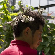 別名・バカ蝶！？『あつまれ どうぶつの森』に登場する「オオゴマダラ」ってこんな蝶【平坂寛の『あつ森』博物誌】