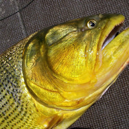 『あつまれ どうぶつの森』黄金の魚は運動神経バツグン！「ドラド」ってどんな魚？【平坂寛の『あつ森』博物誌】