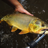 『あつまれ どうぶつの森』黄金の魚は運動神経バツグン！「ドラド」ってどんな魚？【平坂寛の『あつ森』博物誌】