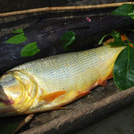 『あつまれ どうぶつの森』黄金の魚は運動神経バツグン！「ドラド」ってどんな魚？【平坂寛の『あつ森』博物誌】