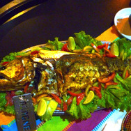 『あつまれ どうぶつの森』黄金の魚は運動神経バツグン！「ドラド」ってどんな魚？【平坂寛の『あつ森』博物誌】