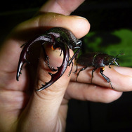 夏本番！『あつまれ どうぶつの森』に出てくる「ノコギリクワガタ」ってどんな虫？【平坂寛の『あつ森』博物誌】