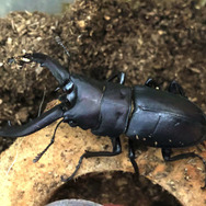 夏本番！『あつまれ どうぶつの森』に出てくる「ノコギリクワガタ」ってどんな虫？【平坂寛の『あつ森』博物誌】