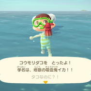 『あつまれ どうぶつの森』気分は海女さん!? 素潜り80回分の「海の幸」でいくら稼げるか試してみた!