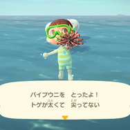 『あつまれ どうぶつの森』気分は海女さん!? 素潜り80回分の「海の幸」でいくら稼げるか試してみた!