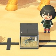 『あつまれ どうぶつの森』ホタテを食べるラコスケや水槽を殴るシャコ─海開きには細か～い作り込みがいっぱい！