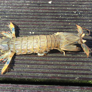 祝・海開き!『あつまれ どうぶつの森』の「シャコ」は最強ハードパンチャー!【平坂寛の『あつ森』博物誌】