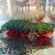 祝・海開き!『あつまれ どうぶつの森』の「シャコ」は最強ハードパンチャー!【平坂寛の『あつ森』博物誌】