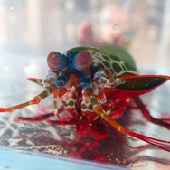 祝・海開き!『あつまれ どうぶつの森』の「シャコ」は最強ハードパンチャー!【平坂寛の『あつ森』博物誌】