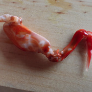 祝・海開き!『あつまれ どうぶつの森』の「シャコ」は最強ハードパンチャー!【平坂寛の『あつ森』博物誌】