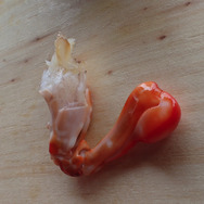 祝・海開き!『あつまれ どうぶつの森』の「シャコ」は最強ハードパンチャー!【平坂寛の『あつ森』博物誌】