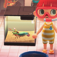 祝・海開き!『あつまれ どうぶつの森』の「シャコ」は最強ハードパンチャー!【平坂寛の『あつ森』博物誌】