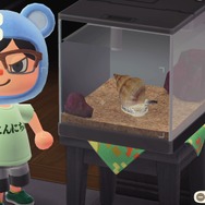 『あつまれ どうぶつの森』の「アサリ」はもっとも不憫!? 同じ生き物なのになぜか哀れな二枚貝を解説