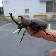 世界最重量！『あつまれ どうぶつの森』で採れる「ゾウカブト」ってどんなカブトムシ？【平坂寛の『あつ森』博物誌】