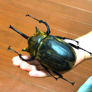 世界最重量！『あつまれ どうぶつの森』で採れる「ゾウカブト」ってどんなカブトムシ？【平坂寛の『あつ森』博物誌】