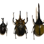 世界最重量！『あつまれ どうぶつの森』で採れる「ゾウカブト」ってどんなカブトムシ？【平坂寛の『あつ森』博物誌】