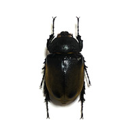 世界最重量！『あつまれ どうぶつの森』で採れる「ゾウカブト」ってどんなカブトムシ？【平坂寛の『あつ森』博物誌】