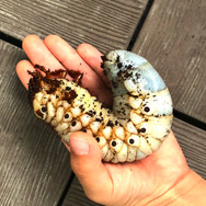 世界最重量！『あつまれ どうぶつの森』で採れる「ゾウカブト」ってどんなカブトムシ？【平坂寛の『あつ森』博物誌】